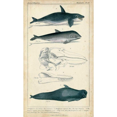 Antique Whale and Dolphin Study I Black Modern Wood Framed Art Print by G. Henderson