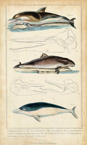 Antique Whale and Dolphin Study II Black Ornate Wood Framed Art Print with Double Matting by G. Henderson