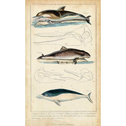 Antique Whale and Dolphin Study II Black Modern Wood Framed Art Print by G. Henderson