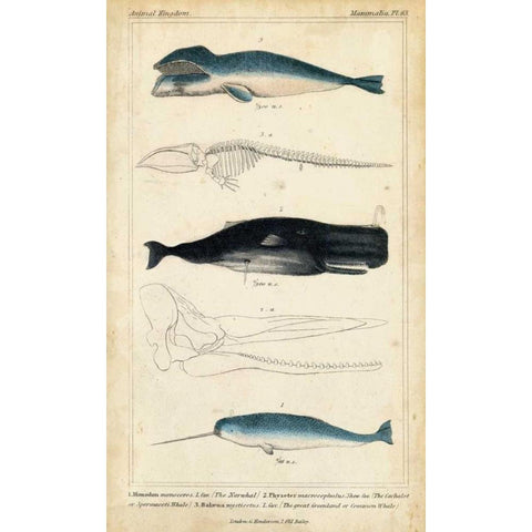 Antique Whale and Dolphin Study III White Modern Wood Framed Art Print by G. Henderson