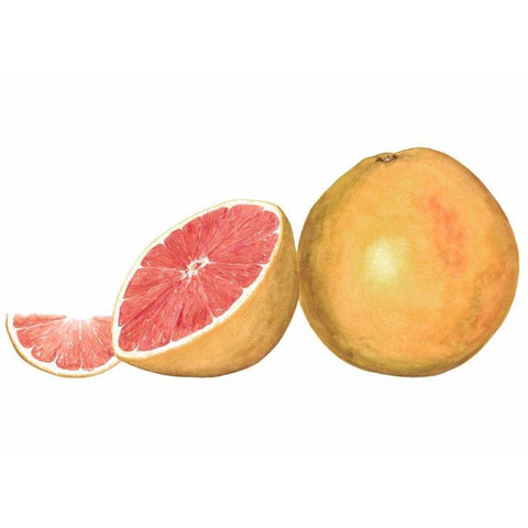 Watercolor Grapefruit Gold Ornate Wood Framed Art Print with Double Matting by Willett, Michael