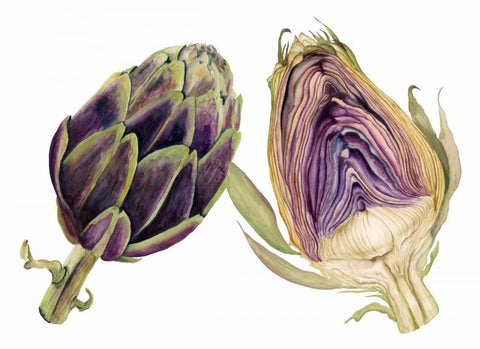 Watercolor Artichoke White Modern Wood Framed Art Print with Double Matting by Willett, Michael