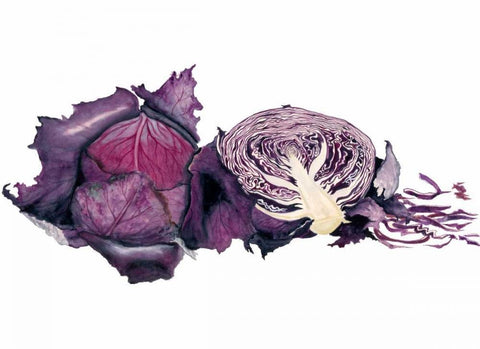 Watercolor Purple Cabbage White Modern Wood Framed Art Print with Double Matting by Willett, Michael