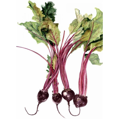 Watercolor Beets White Modern Wood Framed Art Print by Willett, Michael