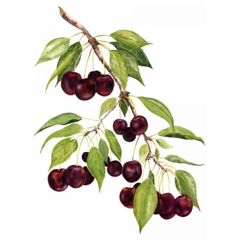 Watercolor Cherries White Modern Wood Framed Art Print by Willett, Michael