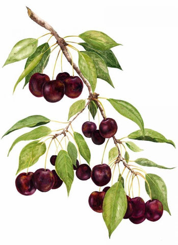 Watercolor Cherries White Modern Wood Framed Art Print with Double Matting by Willett, Michael