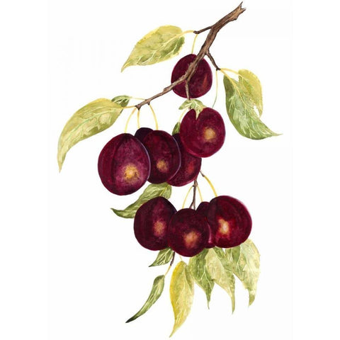 Watercolor Plums White Modern Wood Framed Art Print by Willett, Michael