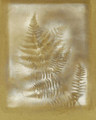 Shadows and Ferns IV White Modern Wood Framed Art Print with Double Matting by Stramel, Renee W.