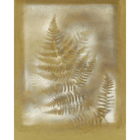 Shadows and Ferns IV Black Modern Wood Framed Art Print by Stramel, Renee W.
