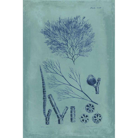 Indigo and Azure Seaweed VI White Modern Wood Framed Art Print by Vision Studio