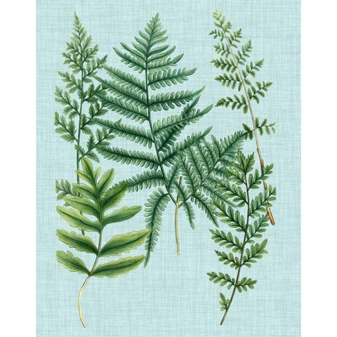 Spa Ferns I Black Modern Wood Framed Art Print by Weinmann