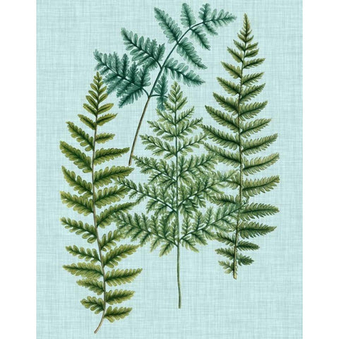 Spa Ferns II Black Modern Wood Framed Art Print with Double Matting by Weinmann