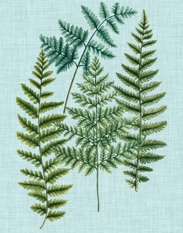 Spa Ferns II White Modern Wood Framed Art Print with Double Matting by Weinmann