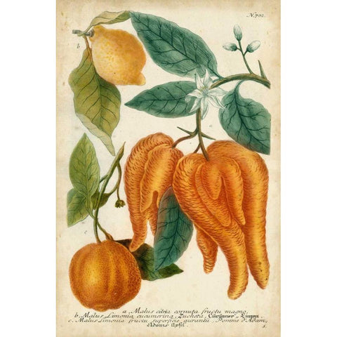 Exotic Citrus I Black Modern Wood Framed Art Print with Double Matting by Weinmann