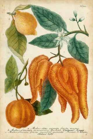 Exotic Citrus I Black Ornate Wood Framed Art Print with Double Matting by Weinmann