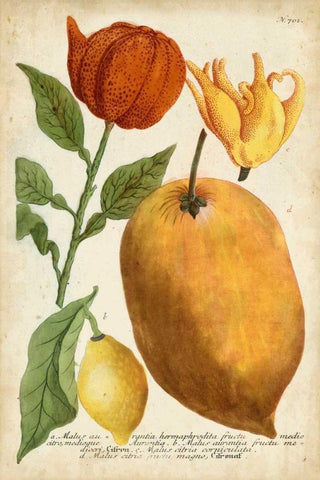 Exotic Citrus II Black Ornate Wood Framed Art Print with Double Matting by Weinmann