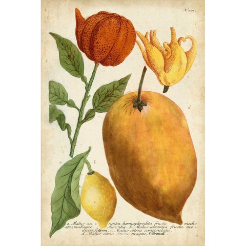 Exotic Citrus II White Modern Wood Framed Art Print by Weinmann