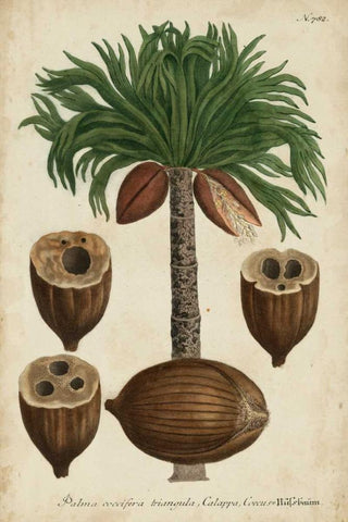 Vintage Tropicals I Black Ornate Wood Framed Art Print with Double Matting by Weinmann