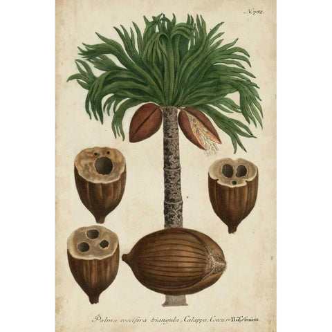 Vintage Tropicals I Black Modern Wood Framed Art Print by Weinmann