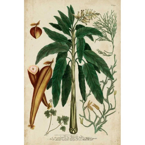 Vintage Tropicals II White Modern Wood Framed Art Print by Weinmann