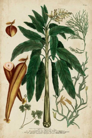 Vintage Tropicals II Black Ornate Wood Framed Art Print with Double Matting by Weinmann