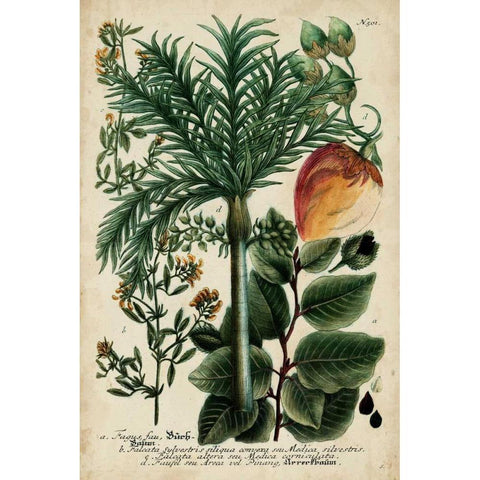 Vintage Tropicals III White Modern Wood Framed Art Print by Weinmann