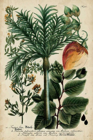 Vintage Tropicals III Black Ornate Wood Framed Art Print with Double Matting by Weinmann