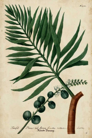 Vintage Tropicals IV Black Ornate Wood Framed Art Print with Double Matting by Weinmann