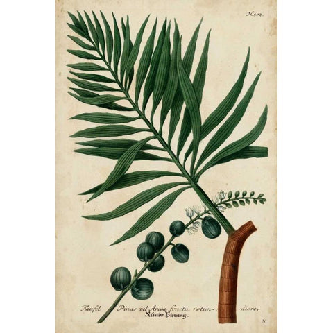 Vintage Tropicals IV Black Modern Wood Framed Art Print with Double Matting by Weinmann