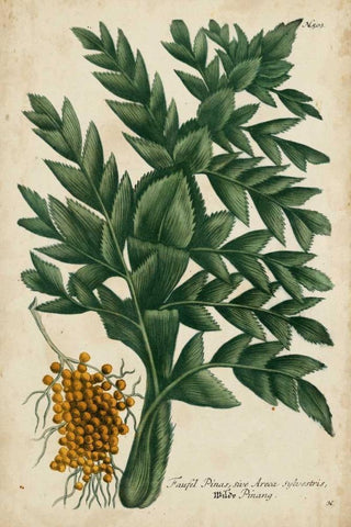 Vintage Tropicals V Black Ornate Wood Framed Art Print with Double Matting by Weinmann