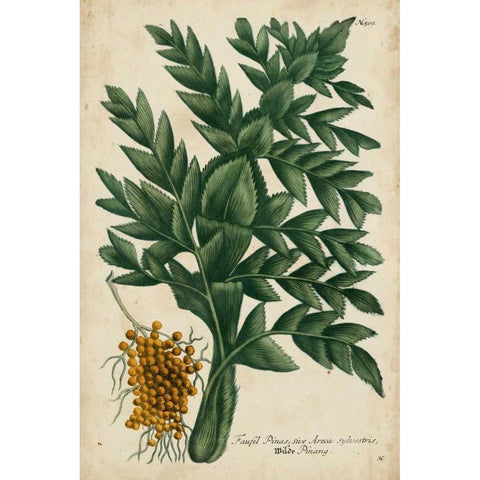 Vintage Tropicals V Gold Ornate Wood Framed Art Print with Double Matting by Weinmann