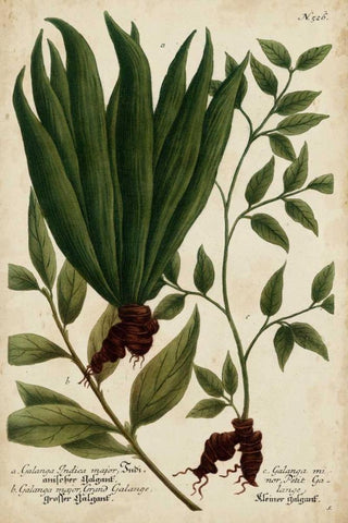 Vintage Tropicals VI White Modern Wood Framed Art Print with Double Matting by Weinmann