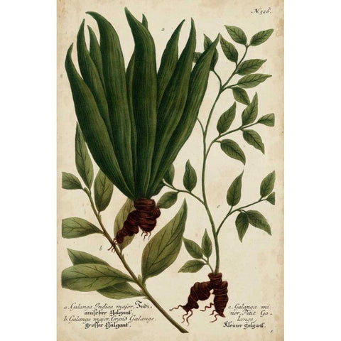 Vintage Tropicals VI Black Modern Wood Framed Art Print with Double Matting by Weinmann