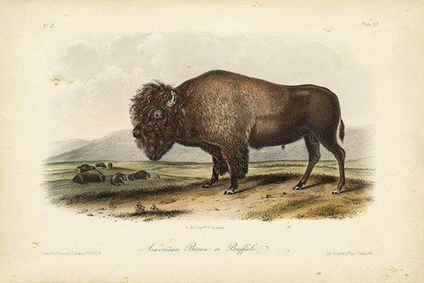 American Bison Black Ornate Wood Framed Art Print with Double Matting by Audubon, John James