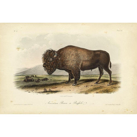 American Bison Black Modern Wood Framed Art Print with Double Matting by Audubon, John James