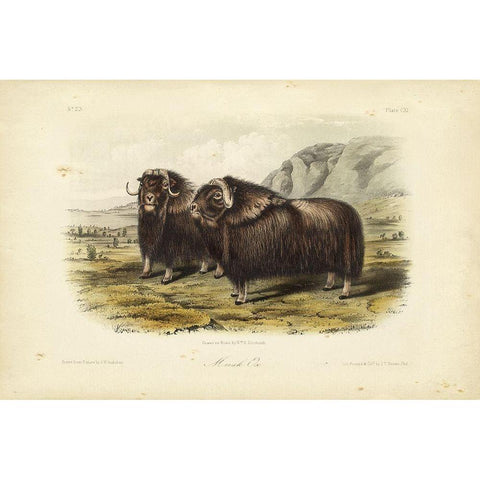 Musk Ox Gold Ornate Wood Framed Art Print with Double Matting by Audubon, John James