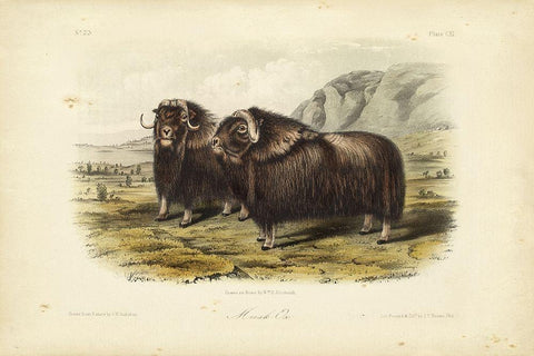 Musk Ox Black Ornate Wood Framed Art Print with Double Matting by Audubon, John James