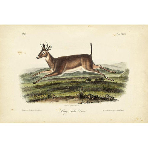 Long-tailed Deer White Modern Wood Framed Art Print by Audubon, John James