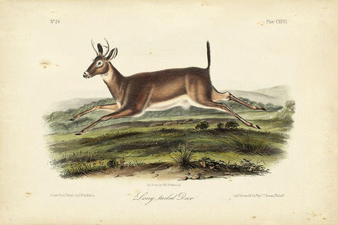 Long-tailed Deer Black Ornate Wood Framed Art Print with Double Matting by Audubon, John James