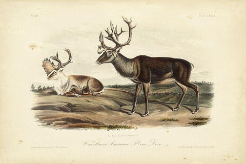 Caribou White Modern Wood Framed Art Print with Double Matting by Audubon, John James