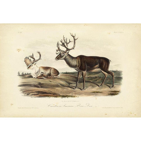 Caribou White Modern Wood Framed Art Print by Audubon, John James