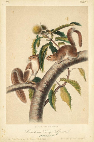 Audubon Squirrel I Black Ornate Wood Framed Art Print with Double Matting by Audubon, John James