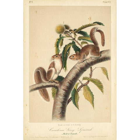 Audubon Squirrel I White Modern Wood Framed Art Print by Audubon, John James