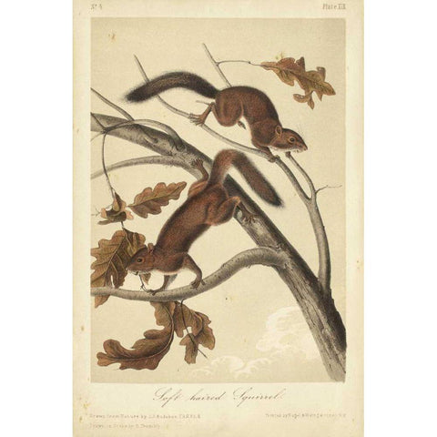 Audubon Squirrel III Gold Ornate Wood Framed Art Print with Double Matting by Audubon, John James