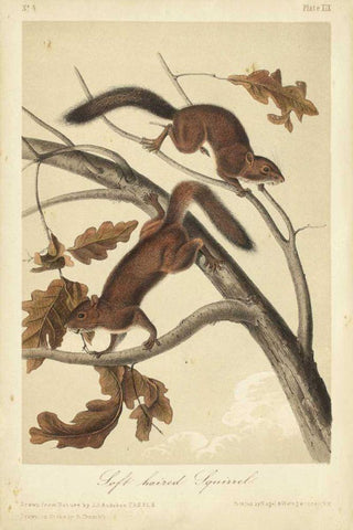 Audubon Squirrel III White Modern Wood Framed Art Print with Double Matting by Audubon, John James