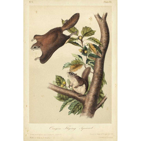 Audubon Squirrel IV White Modern Wood Framed Art Print by Audubon, John James