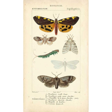 Antique Butterfly Study I White Modern Wood Framed Art Print by Turpin