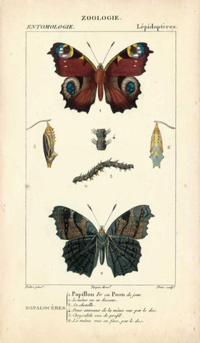 Antique Butterfly Study II Black Ornate Wood Framed Art Print with Double Matting by Turpin