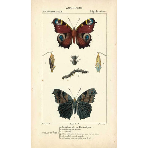 Antique Butterfly Study II Gold Ornate Wood Framed Art Print with Double Matting by Turpin