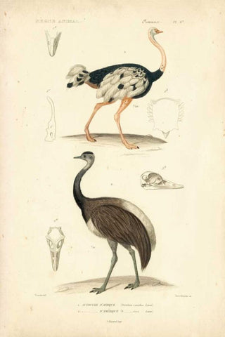 Antique Ostrich Study White Modern Wood Framed Art Print with Double Matting by Remond, N.